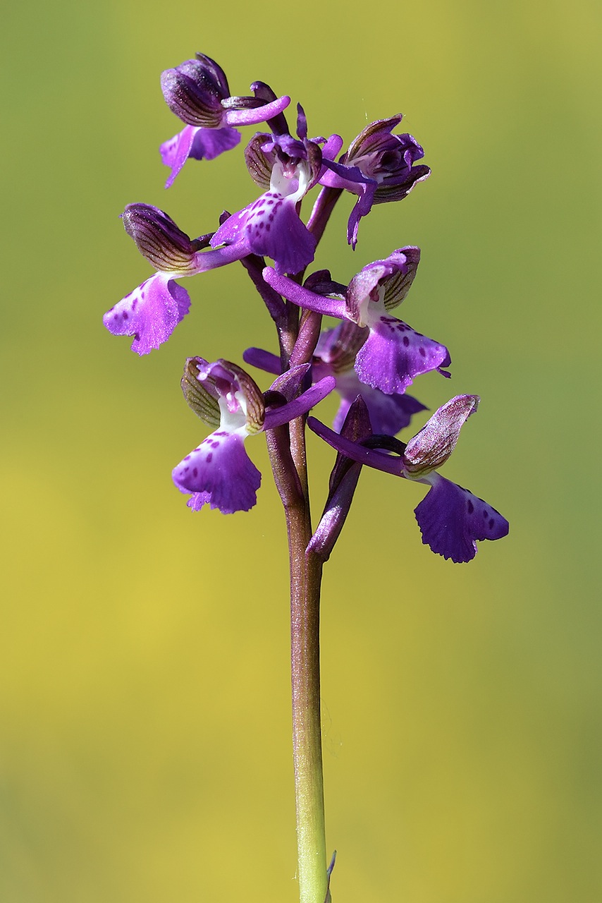 anacamptis morio